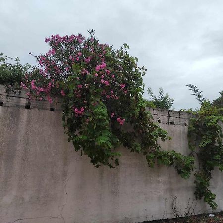 Le Clos Des Coquelicots ตูลูส ภายนอก รูปภาพ