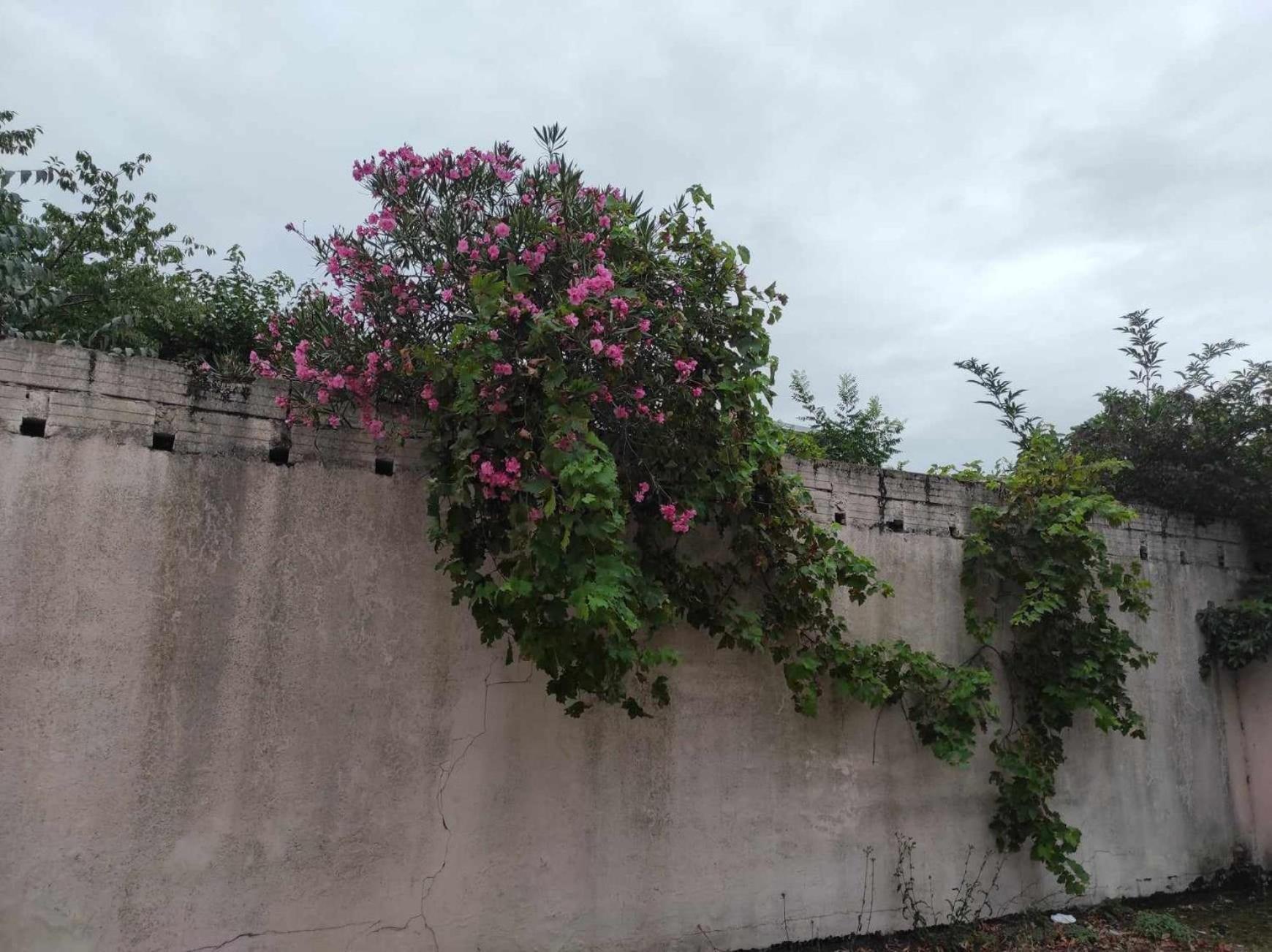 Le Clos Des Coquelicots ตูลูส ภายนอก รูปภาพ